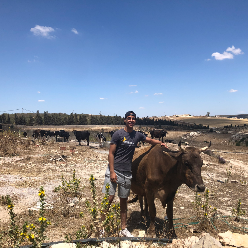 Zaghouan Cattle